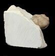 Enrolled Lochovella (Reedops) Trilobite - Oklahoma #42851-2
